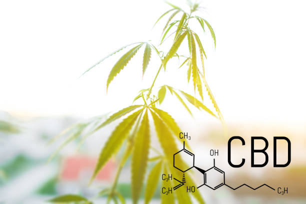 How Full Spectrum CBD Oil in Canada Is Transforming Wellness